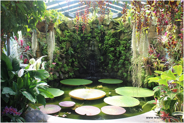 Victoria amazonica - botanischer Garten ischia Riesenseerose la mortella
