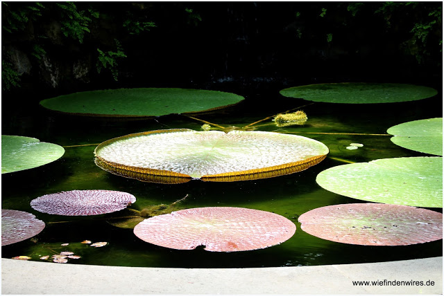 Victoria amazonica - la mortella victoria house la mortella