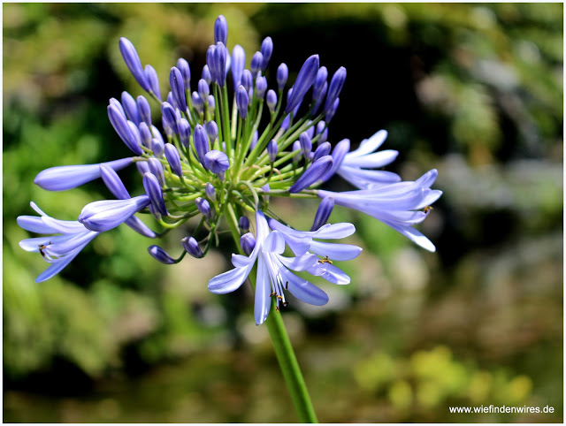 Blume la mortella