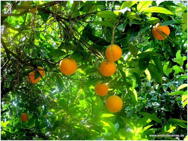 Orangen La Mortella Ischia Botanischer Garten Ischia