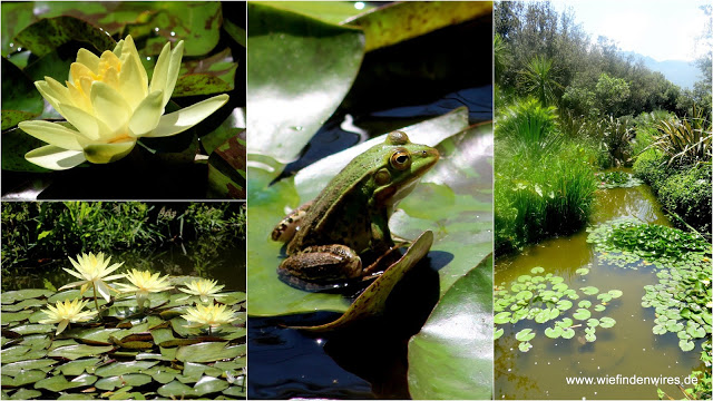 Seerosen und Frosch Botanischer Garten ischia seerosen la mortella forio
