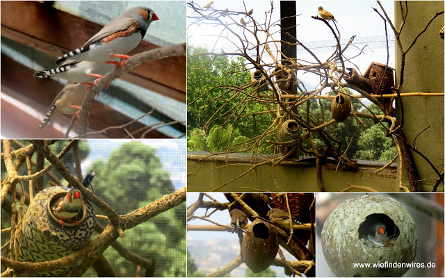 Vogelhaus La Mortella Forio Vogelhaus botanischer Garten Ischia