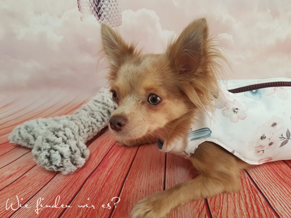 Chihuahuapullover schnittmuster nähen / freebook tutorial schnittmuster jacke fur hunde : Chihuahuapullover Schnittmuster Nähen - Hundemantel Nahen ...